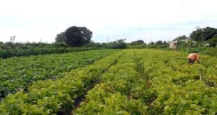 Agricultores brasileiros que utilizam tecnologia na produção rural já são mais de 80%, aponta pesquisa