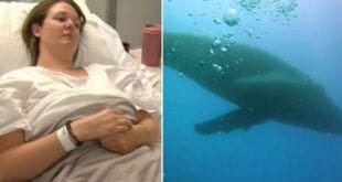 Turista é “atropelada” por baleia de 30 toneladas na Austrália