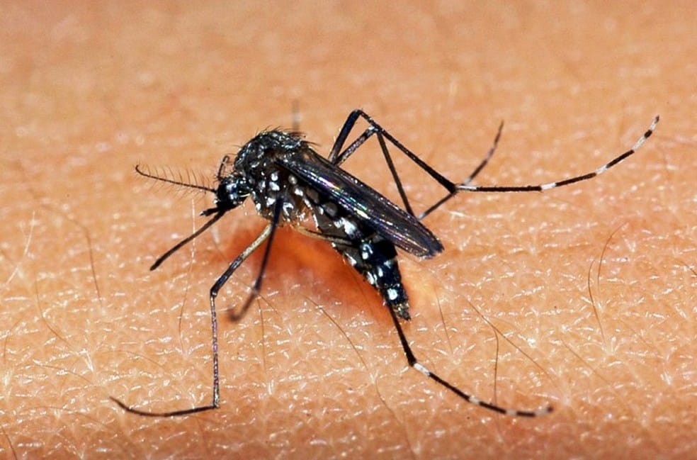 Estudo sugere que dengue pode fornecer imunidade à Covid-19