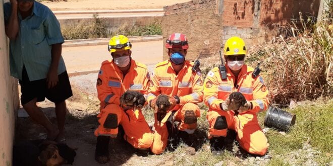 Montes Claros - Filhotes de cachorro são resgatados pelo Corpo de Bombeiros em Montes Claros