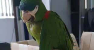 Papagaio leva choque e é salvo com massagem cardíaca no metrô de SP