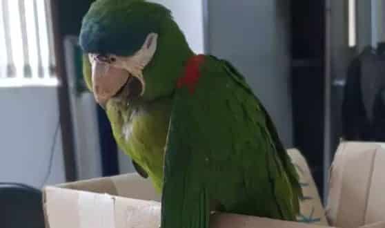 Papagaio leva choque e é salvo com massagem cardíaca no metrô de SP