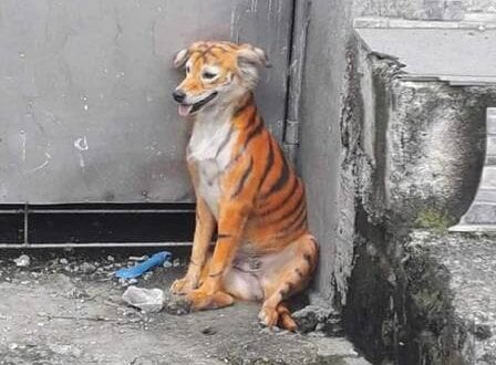 Na Malásia, cão é achado pintado de tigre e revolta internautas