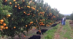 Minas Gerais tem a primeira propriedade rural de tangerina certificada pelo Certifica Minas Frutas, no Sul do Estado