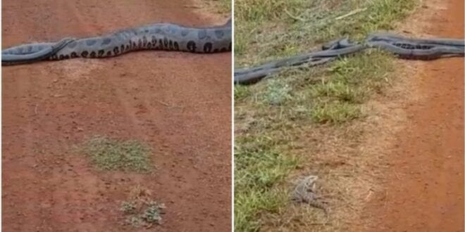 Sucuri gigante rodeada de serpentes impressiona internautas; veja o vídeo