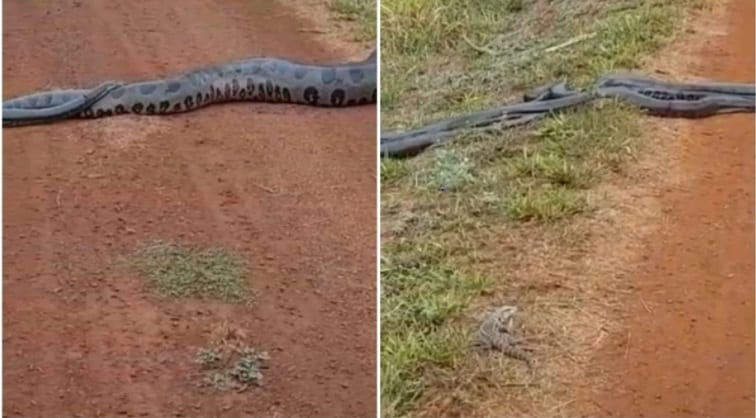 Sucuri gigante rodeada de serpentes impressiona internautas; veja o vídeo