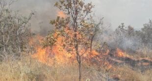 Norte de Minas - Bombeiros combatem incêndio em vegetação Francisco Sá