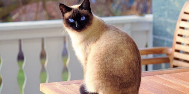 Companheiros dos seres humanos desde a Antiguidade, presença de gatos nas mídias é inevitável
