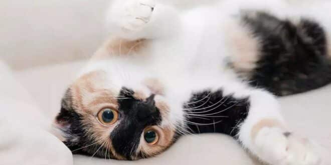 Gatos ficam imunes ao coronavírus e podem ajudar no desenvolvimento da vacina