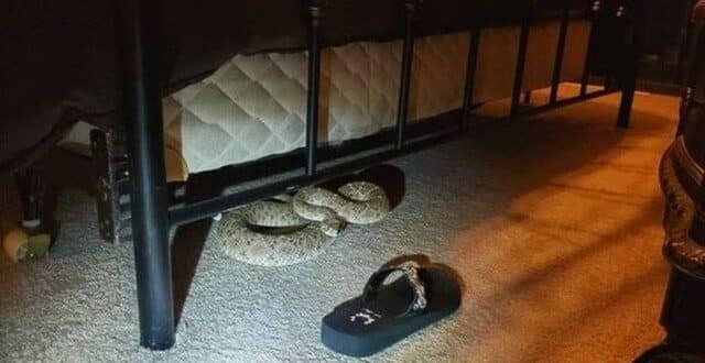 Casal se assusta ao encontrar cobra debaixo da cama