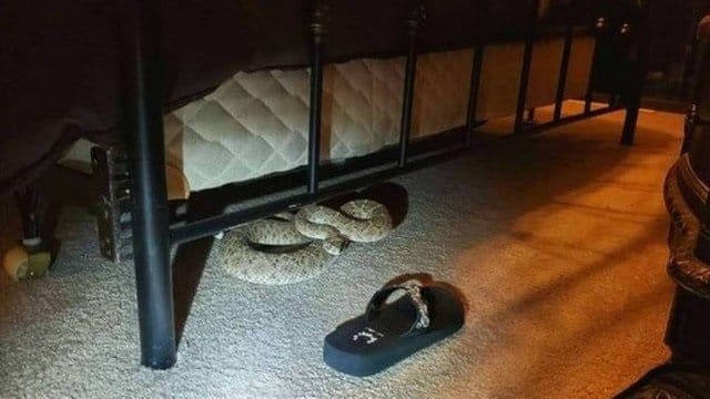 Casal se assusta ao encontrar cobra debaixo da cama