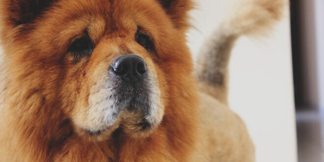 MG - Criança de um ano morre após ser atacada por cachorro da raça Chow-Chow
