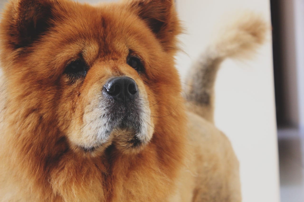 MG - Criança de um ano morre após ser atacada por cachorro da raça Chow-Chow