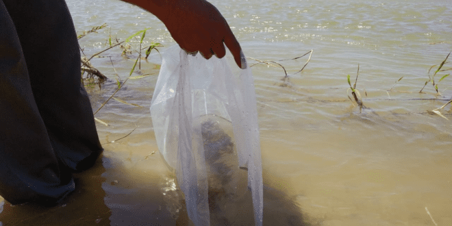 Norte de Minas - Codevasf realiza peixamento com 10 mil alevinos de curimatã-pacu em São João da Lagoa