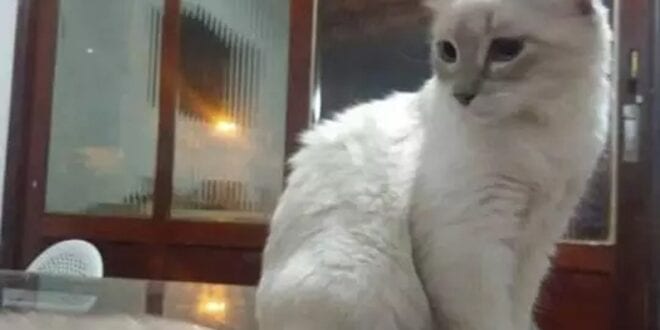 MG - UFMG vai realizar testes em cães e gatos de pessoas que já tiveram Covid-19