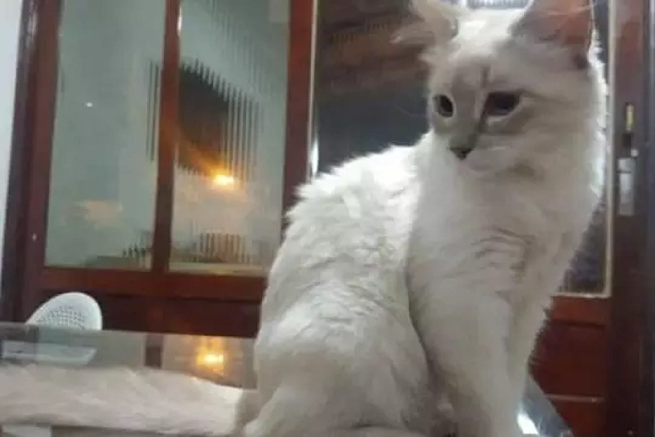 MG - UFMG vai realizar testes em cães e gatos de pessoas que já tiveram Covid-19