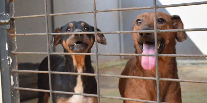 Promover maus tratos contra cães é atitude punida por lei