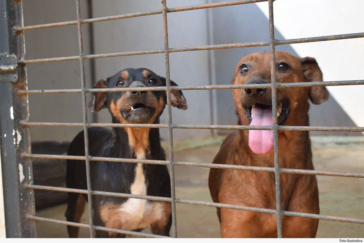 Promover maus tratos contra cães é atitude punida por lei