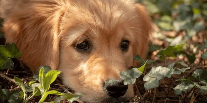 Outubro Rosa Pet alerta para câncer de mama em cadelas e gatas