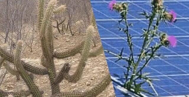 Montes Claros - CIMAMS participa de videoconferência de capacitação do projeto sol de minas