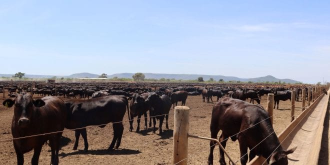 Norte de Minas - Produção de carnes nobres no Norte de Minas ratifica potencial produtivo da região