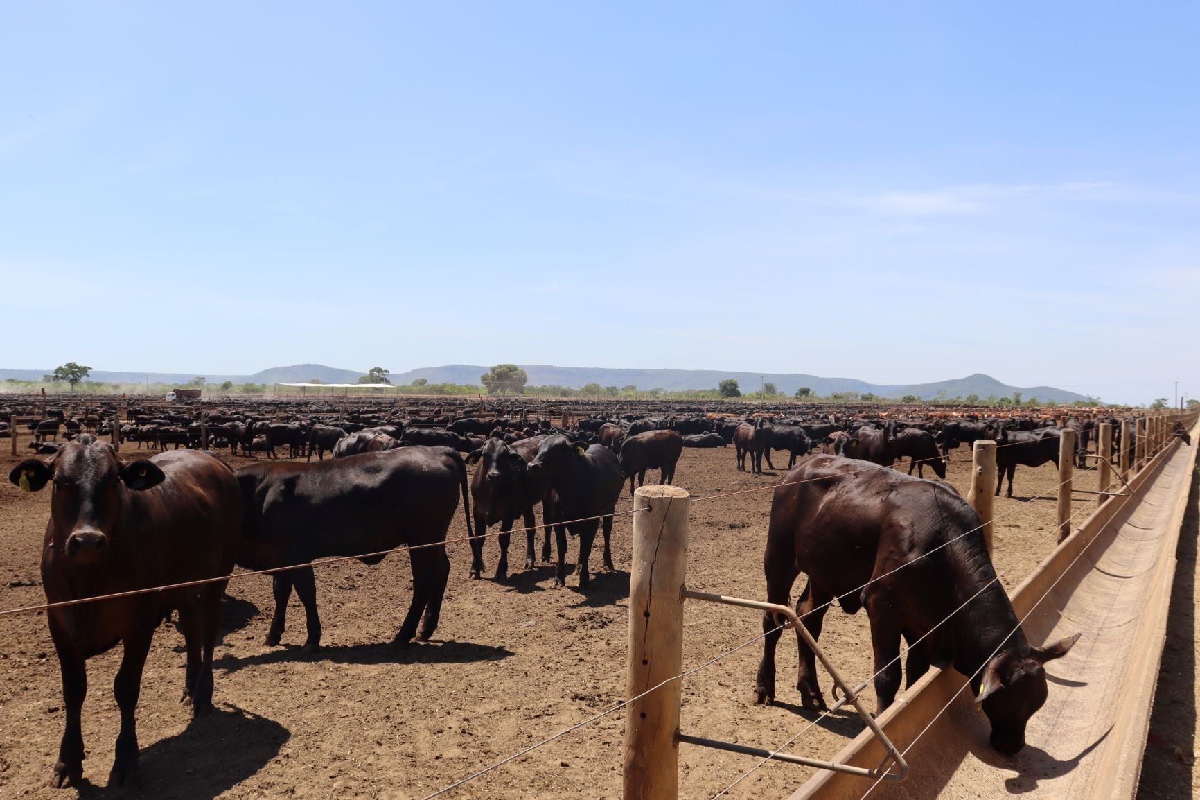 Norte de Minas - Produção de carnes nobres no Norte de Minas ratifica potencial produtivo da região
