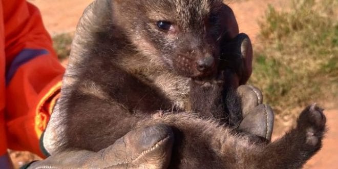 MG - Minas Gerais registra aumento na captura de animais silvestres em áreas urbanas