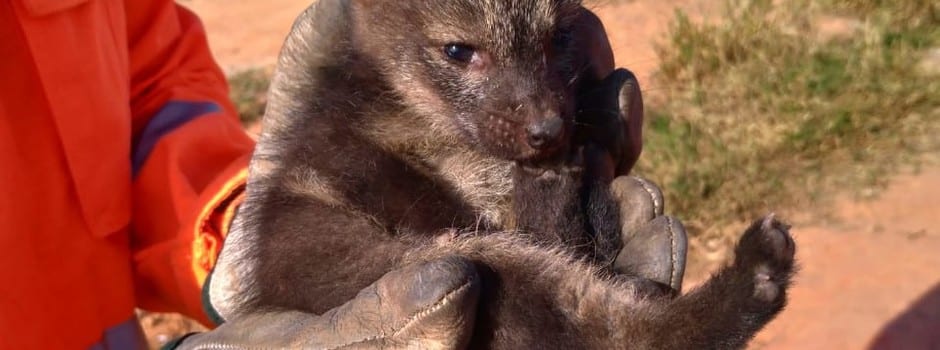 MG - Minas Gerais registra aumento na captura de animais silvestres em áreas urbanas