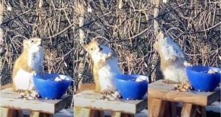 Após comer peras vermelhas, esquilo fica embriagado e viraliza nos EUA