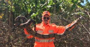 Norte de Minas - Bombeiros de Janaúba capturam Jiboia de aproximadamente 2 metros