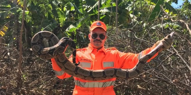 Norte de Minas - Bombeiros de Janaúba capturam Jiboia de aproximadamente 2 metros