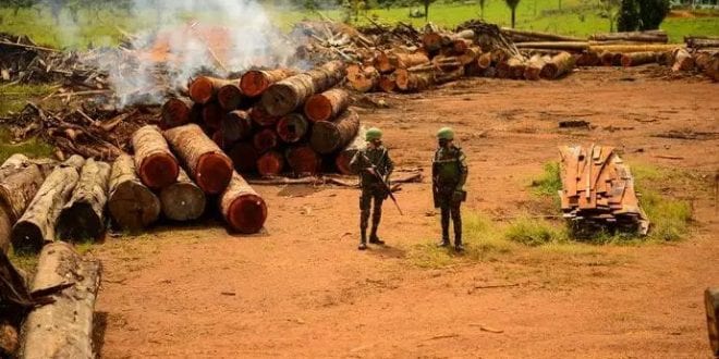 Exército ajuda a fiscalizar área que está sendo devastada