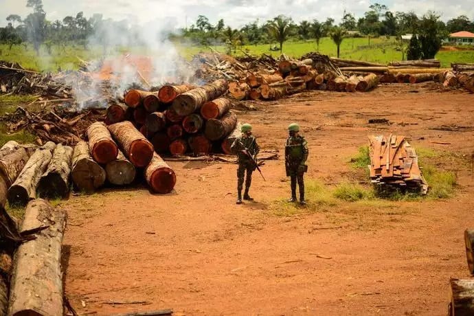Exército ajuda a fiscalizar área que está sendo devastada