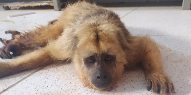 Norte de Minas - Macaca é resgatada após sofrer choque elétrico na Zona Rural de Salinas