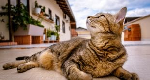 Doença infecciosa transmitida por gatos é confirmada no Brasil