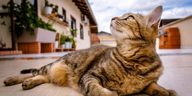 Doença infecciosa transmitida por gatos é confirmada no Brasil