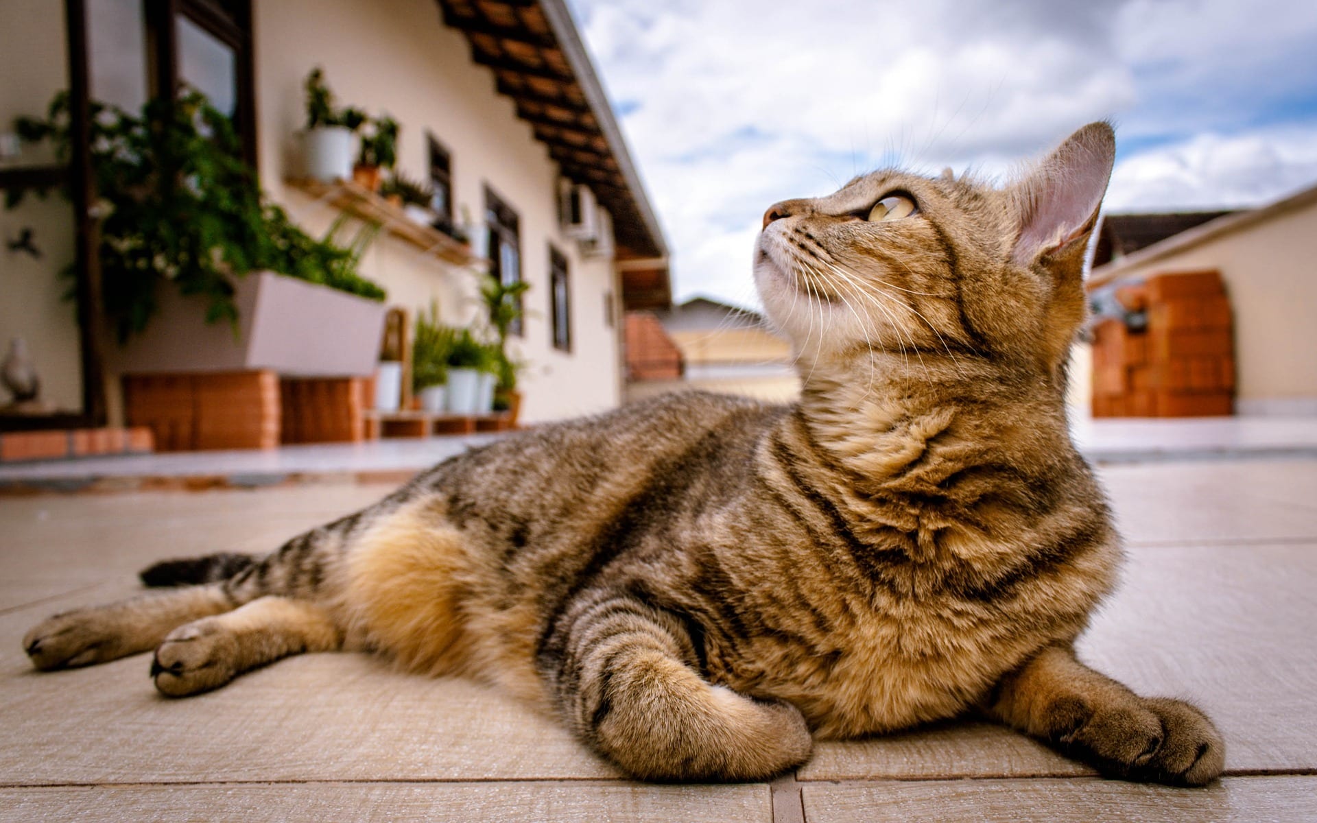 Doença infecciosa transmitida por gatos é confirmada no Brasil