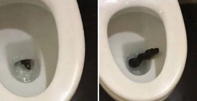 Cobra surge em vaso sanitário e vídeo viraliza na web; veja