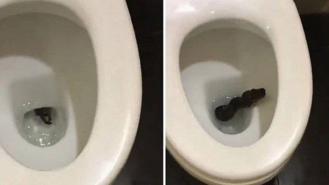 Cobra surge em vaso sanitário e vídeo viraliza na web; veja