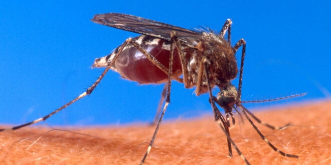 Montes Claros - Índice de infestação por Aedes aegypti em Montes Claros é 10 vezes o aceitável