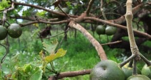 Norte de Minas - Governo libera recursos para pesquisar a alta mortalidade de pequizeiros no Norte de Minas