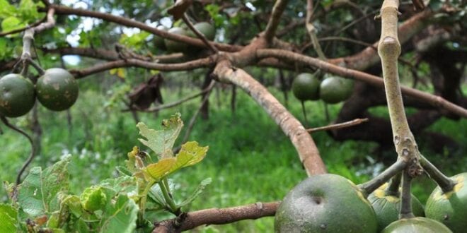 Norte de Minas - Governo libera recursos para pesquisar a alta mortalidade de pequizeiros no Norte de Minas