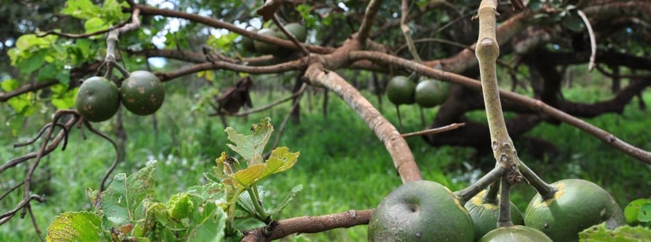 Norte de Minas - Governo libera recursos para pesquisar a alta mortalidade de pequizeiros no Norte de Minas