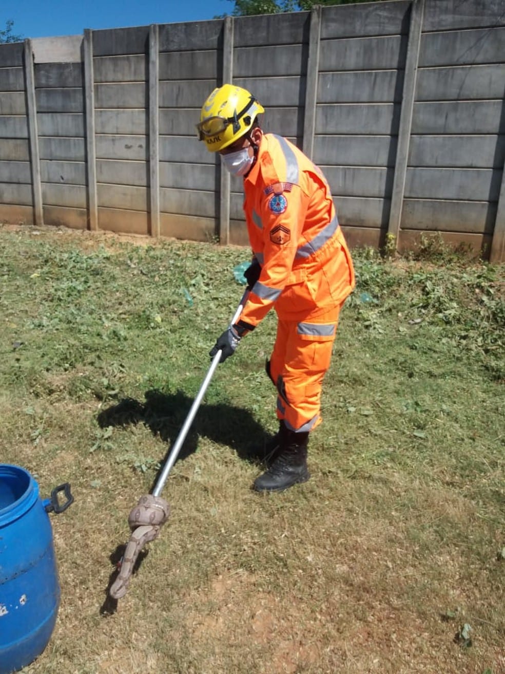 a jiboia de 1,5 metro foi capturada e colocada em uma caixa apropriada para transporte