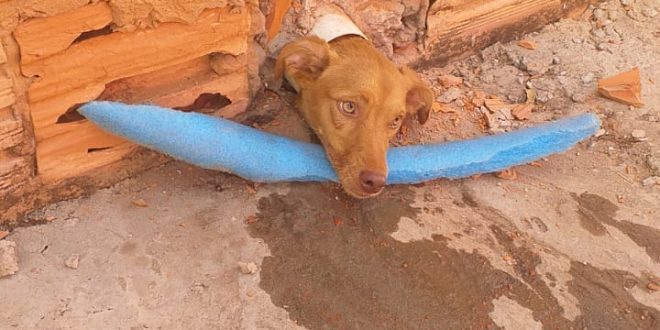 Montes Claros - Bombeiros militares de Montes Claros salvam cachorro com a cabeça presa em um buraco