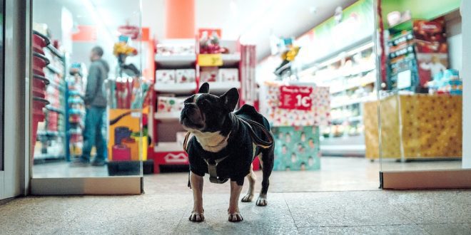 Cachorro em frente a loja de pets