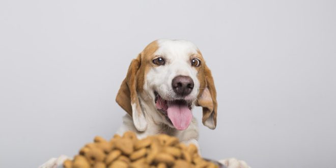 Alimentação saudável e saborosa para Pets: encontre as melhores opções no petshop online!
