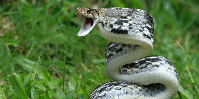 Os Tipos de Cobras Mais Perigosas do Mundo