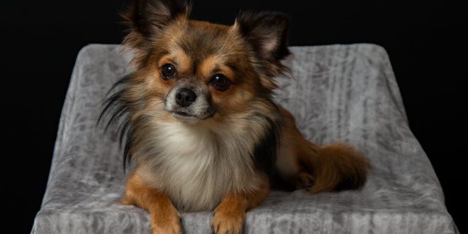 Como tratar hiperadreno em cães?
