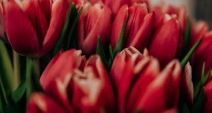 A Simbologia das Flores: Mensagens de Conforto e Respeito